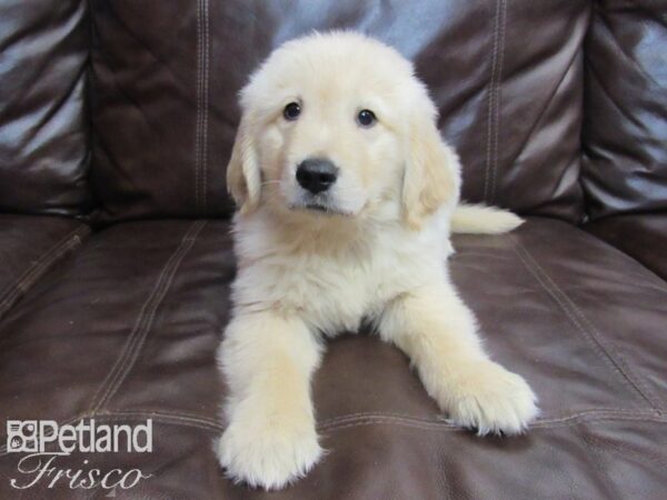 Golden Retriever-DOG-Male-Golden-26752-Petland Frisco & Mckinney, Texas