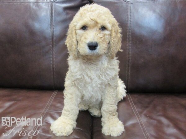 Standard Poodle DOG Male Apricot 26753 Petland Frisco, Texas