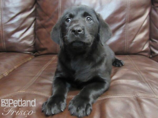 Labrador Retriever-DOG-Female-Black-26754-Petland Frisco, Texas