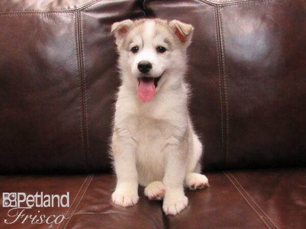 Huskimo DOG Male SILVER WHITE 26755 Petland Frisco, Texas