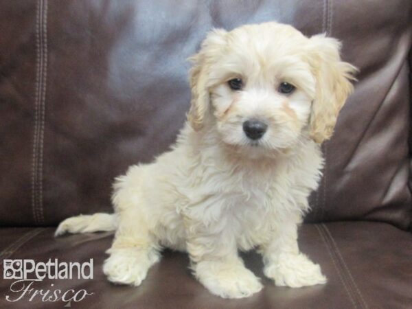 Cava Chon-DOG-Male-light red-26756-Petland Frisco, Texas