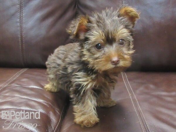 Yorkshire Terrier-DOG-Female-BLK TAN-26758-Petland Frisco & Mckinney, Texas