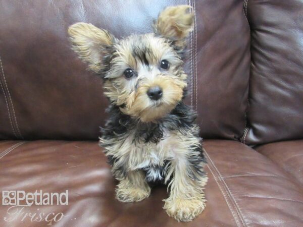 Yorkshire Terrier-DOG-Female-CHOC TAN-26759-Petland Frisco & Mckinney, Texas