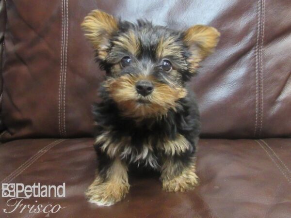 Yorkshire Terrier-DOG-Male-BLK TAN-26760-Petland Frisco & Mckinney, Texas