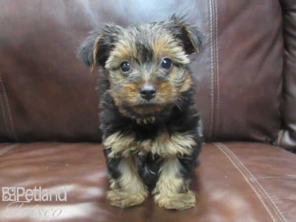 Yorkshire Terrier-DOG-Male-BLK TAN-26761-Petland Frisco & Mckinney, Texas