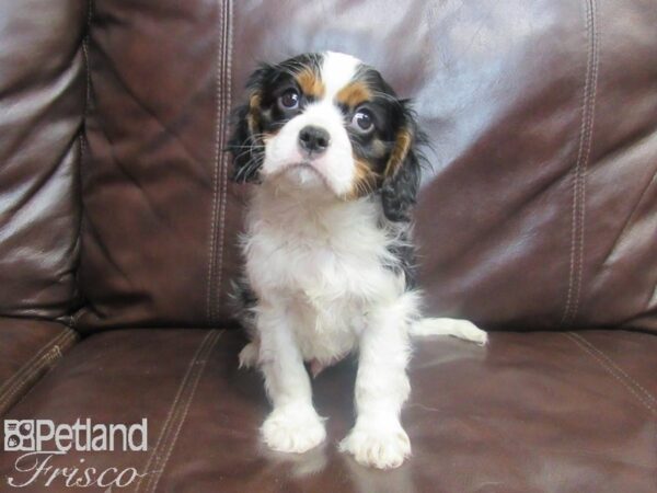 Cavalier King Charles Spaniel-DOG-Male-TRI-26762-Petland Frisco & Mckinney, Texas