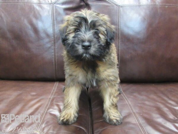 Soft Coated Wheaten Terrier DOG Male Wheaten 26763 Petland Frisco, Texas