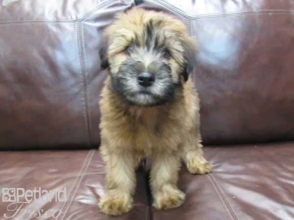 Soft Coated Wheaten Terrier DOG Male Wheaten 26764 Petland Frisco, Texas