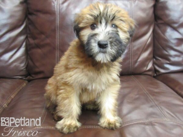 Soft Coated Wheaten Terrier DOG Male Wheaten 26765 Petland Frisco, Texas