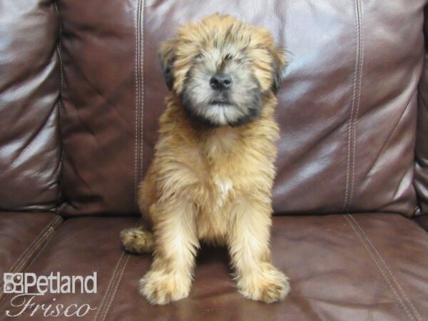 Soft Coated Wheaten Terrier DOG Male Wheaten 26766 Petland Frisco, Texas