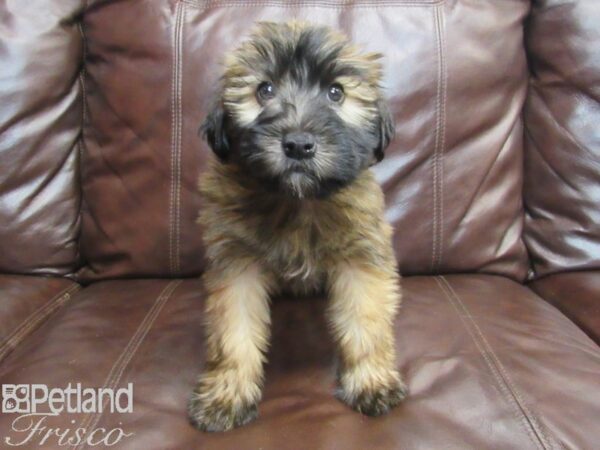 Soft Coated Wheaten Terrier DOG Female Wheaten 26767 Petland Frisco, Texas