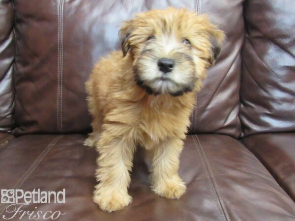 Soft Coated Wheaten Terrier DOG Female Wheaten 26768 Petland Frisco, Texas