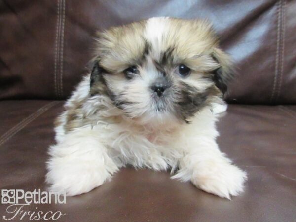 Shih Tzu DOG Female 26769 Petland Frisco & Mckinney, Texas