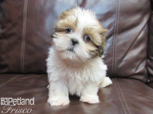 Shih Tzu DOG Female 26770 Petland Frisco & Mckinney, Texas