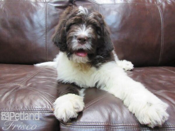 Newfypoo DOG Male Chocolate and White 26771 Petland Frisco, Texas