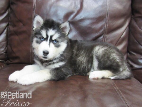 Siberian Husky-DOG-Female-Black and White-26773-Petland Frisco & Mckinney, Texas