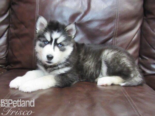 Siberian Husky-DOG-Female-Black and White-26773-Petland Frisco, Texas