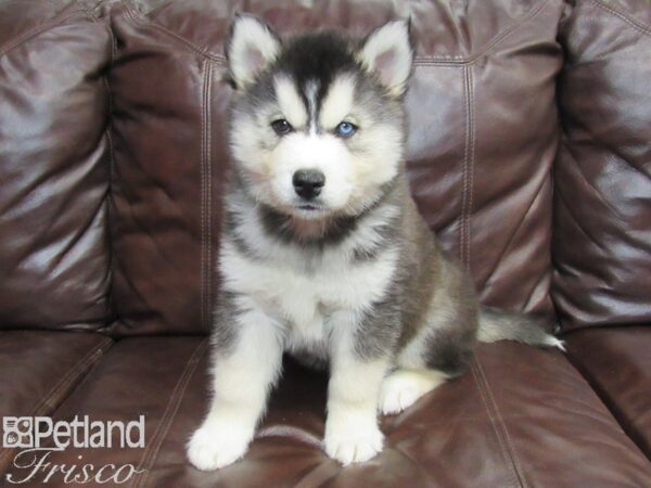 Siberian Husky-DOG-Male-Black and White-26774-Petland Frisco & Mckinney, Texas