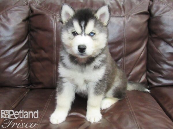 Siberian Husky-DOG-Male-Black and White-26774-Petland Frisco, Texas