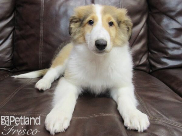 Collie DOG Female Sable and White 26775 Petland Frisco, Texas