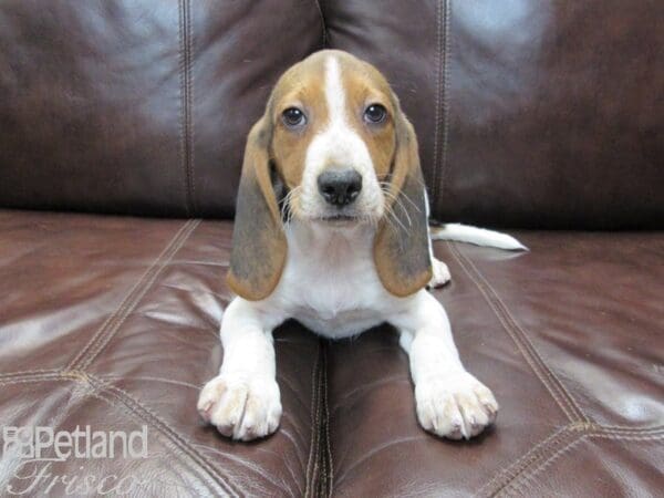 Beagle DOG Male Tri 26777 Petland Frisco, Texas