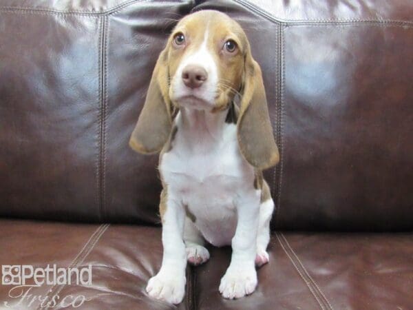 Beagle-DOG-Female-Red & White-26778-Petland Frisco, Texas