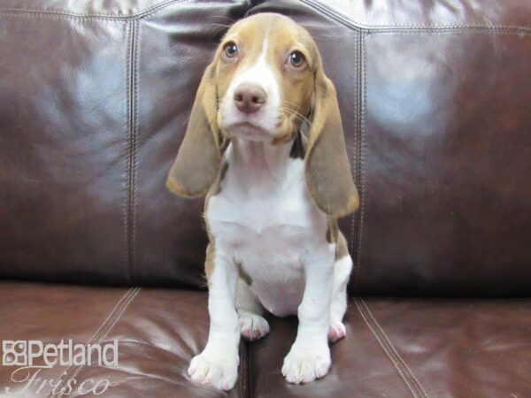 Beagle DOG Female Red & White 26778 Petland Frisco, Texas