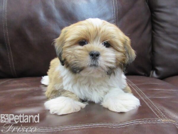 Lhasa Apso DOG Female Brindle and White 26780 Petland Frisco, Texas