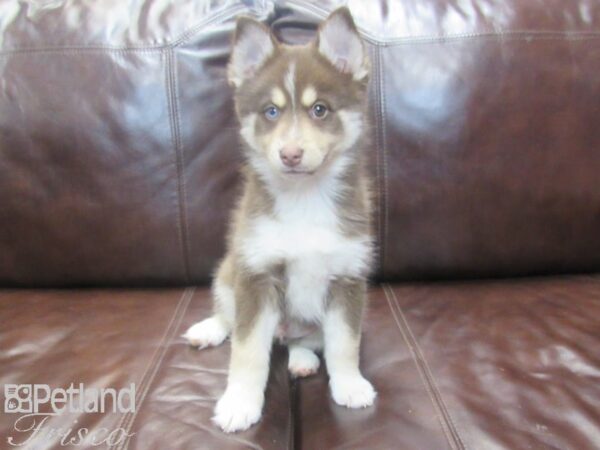 Pomsky DOG Male Red and White 26781 Petland Frisco, Texas