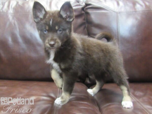 Pomsky-DOG-Female-Chocolate and Tan-26782-Petland Frisco & Mckinney, Texas