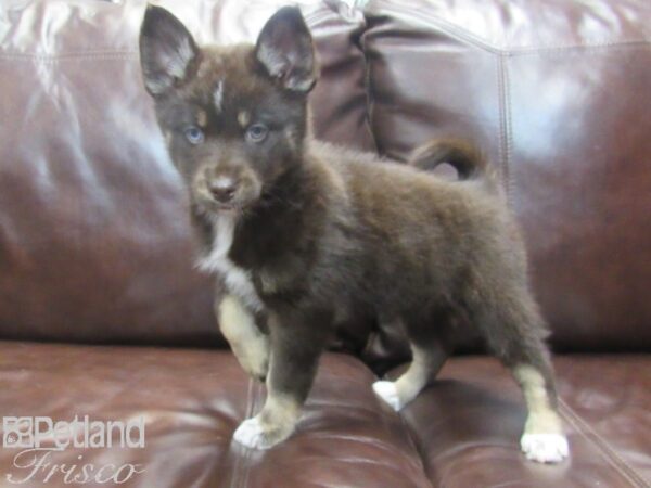 Pomsky DOG Female Chocolate and Tan 26782 Petland Frisco, Texas