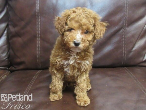 Bichon-Poo DOG Male Red 26783 Petland Frisco, Texas