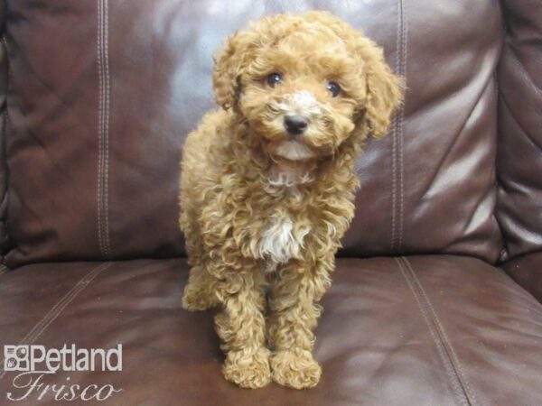 Bichon-Poo DOG Female Red 26784 Petland Frisco, Texas