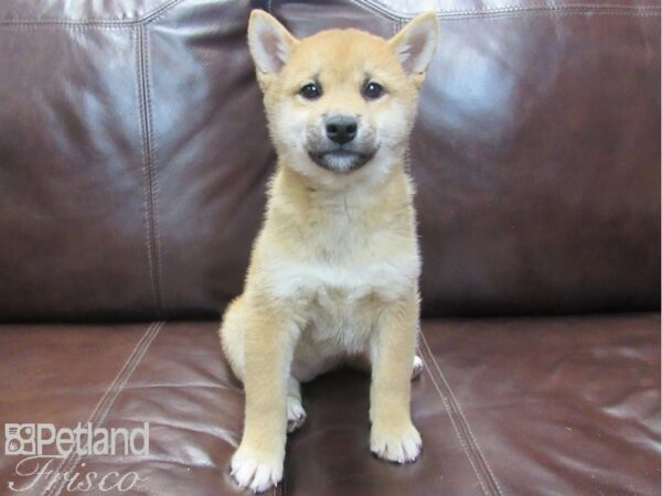 Shiba Inu-DOG-Female-Red-26786-Petland Frisco & Mckinney, Texas