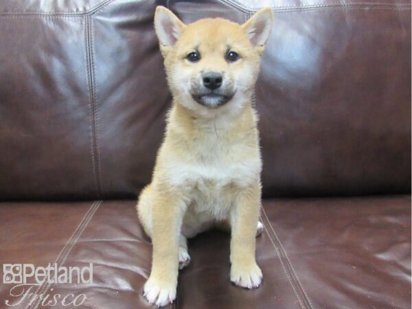 Shiba Inu-DOG-Female-Red-26786-Petland Frisco, Texas