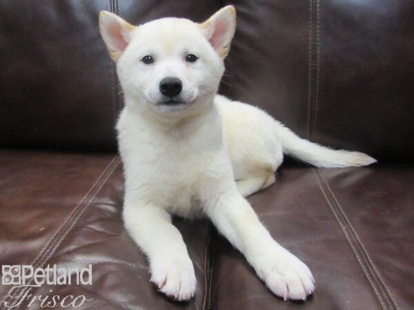 Shiba Inu-DOG-Female-Cream-26787-Petland Frisco & Mckinney, Texas