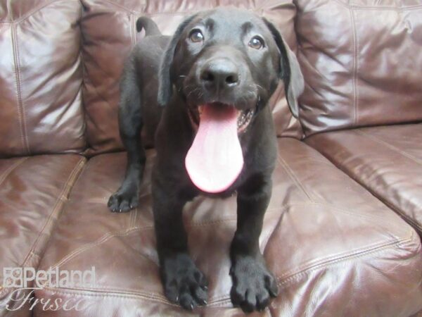 Labrador Retriever-DOG-Male-Black-26788-Petland Frisco & Mckinney, Texas