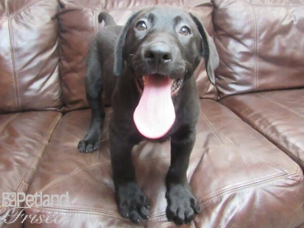 Labrador Retriever-DOG-Male-Black-26788-Petland Frisco, Texas