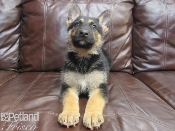 German Shepherd-DOG-Male-Black and Tan-26789-Petland Frisco, Texas