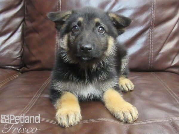 German Shepherd-DOG-Male-Black and Tan-26790-Petland Frisco, Texas