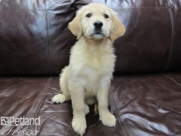 Golden Retriever-DOG-Female-Golden-26791-Petland Frisco & Mckinney, Texas