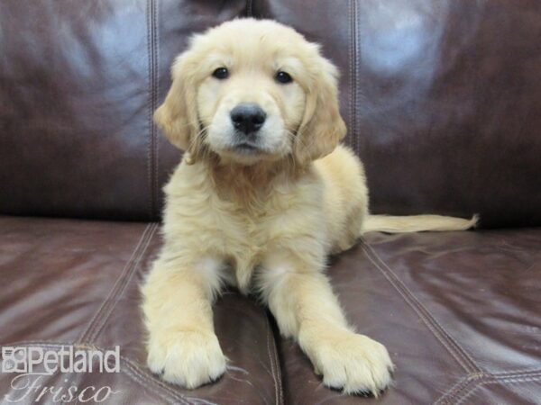 Golden Retriever-DOG-Male-Golden-26792-Petland Frisco & Mckinney, Texas