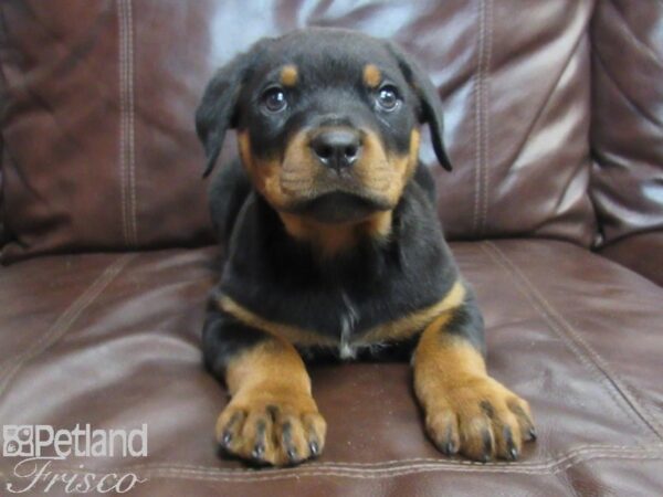 Rottweiler DOG Female Black & Tan 26793 Petland Frisco, Texas