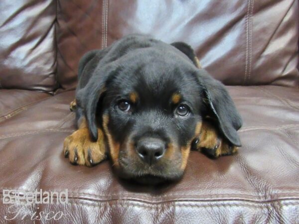 Rottweiler-DOG-Male-Black & Tan-26794-Petland Frisco, Texas