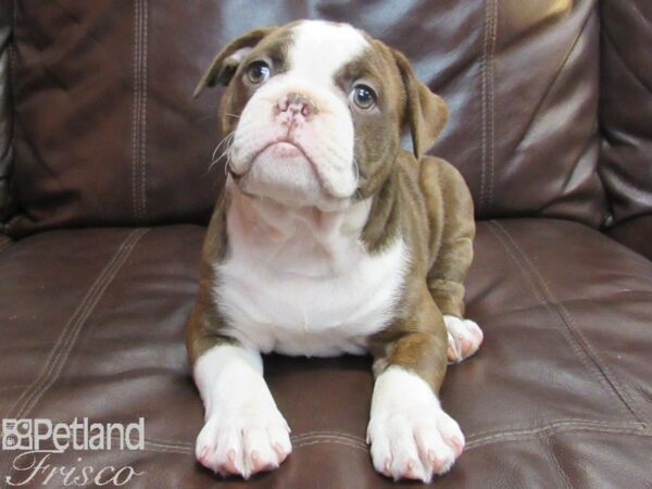 Olde English Bulldogge DOG Male CHOCOLATE WHITE 26795 Petland Frisco, Texas