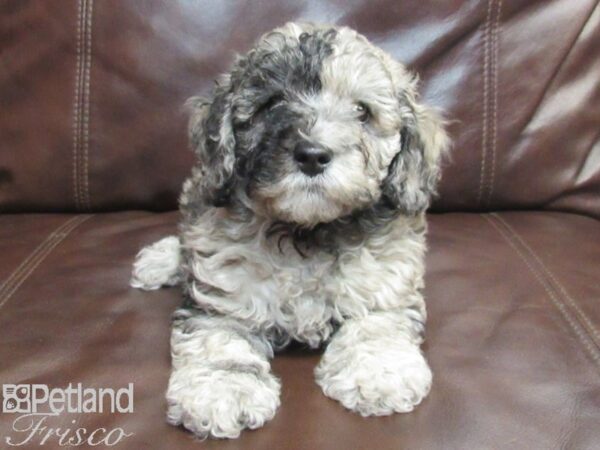 Miniature Poodle-DOG-Male-BLUE MERLE-26796-Petland Frisco, Texas