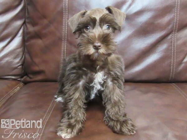 Miniature Schnauzer-DOG-Male-CHOC-26797-Petland Frisco, Texas