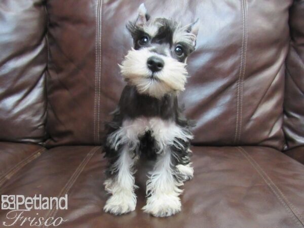 Miniature Schnauzer-DOG-Female-BLK SILVER-26798-Petland Frisco & Mckinney, Texas