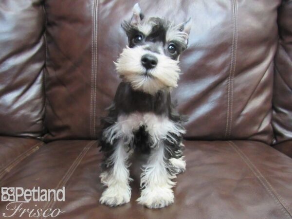 Miniature Schnauzer-DOG-Female-BLK SILVER-26798-Petland Frisco, Texas