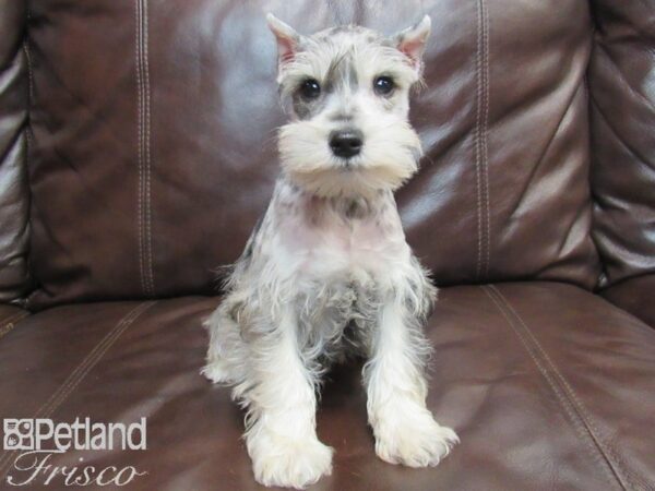 Miniature Schnauzer-DOG-Male-BLUE MERLE-26799-Petland Frisco, Texas